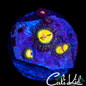 ASSORTED ZOAS MINI COLONY