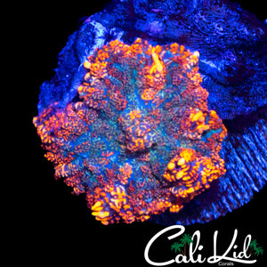 FLAMETHROWER RHODACTIS