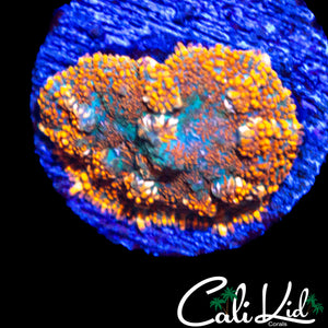 RAINBOW SKIRT RHODACTIS