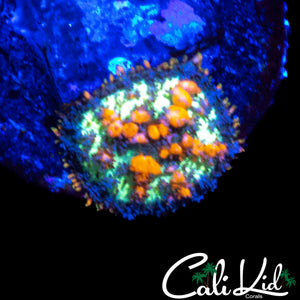 CB SUNKIST BOUNCE SHROOM