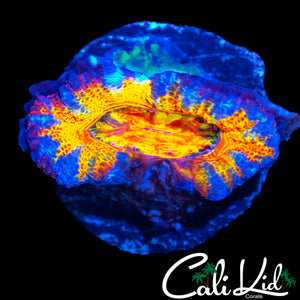 BANGIN' MYSTERY ACAN