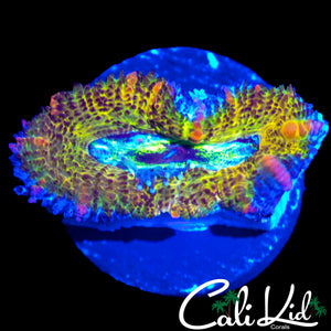 INSANE RAINBOW ACAN MORPH
