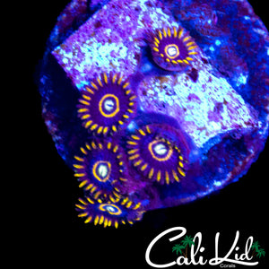OG PURPLE HORNETS MINI COLONY