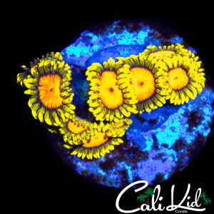 CK BLAZIN CAJUN ZOA MINI COLONY