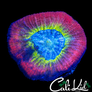 RARE RAINBOW FAVIA