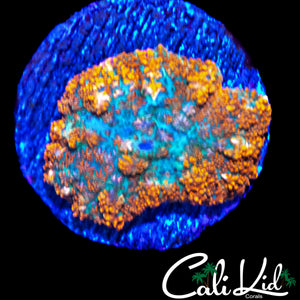 FLAME BUBBLE RHODACTIS
