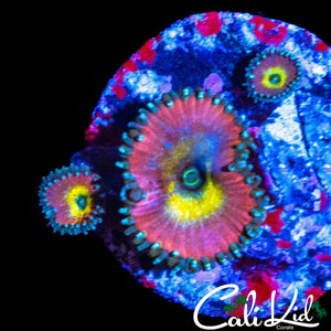BEAUTY AND THE BEAST ZOA TRIPLE
