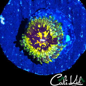 CK HELLRAZOR ZOA