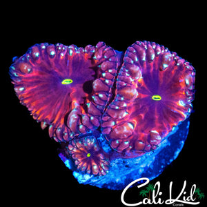 ULTRA BUBBLE BLASTO TRIPLE