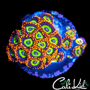 FRUIT LOOPS ZOA MINI COLONY