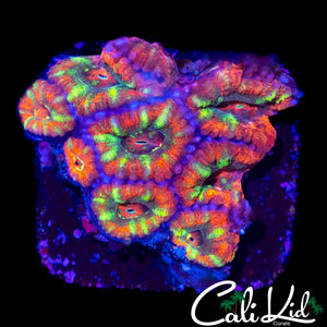 ULTRA ACAN MINI COLONY