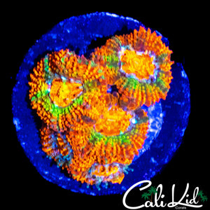 PUMPKIN PATCH ACAN QUAD