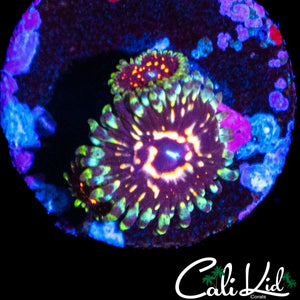 CK ULTIMATE PINK SPACE MONSTER TRIPLE