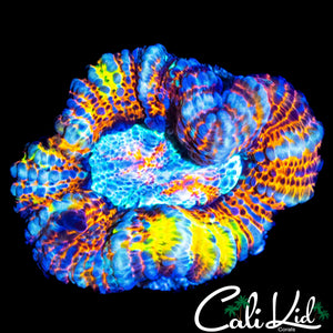 INSANE RAINBOW WILSONI FRAG