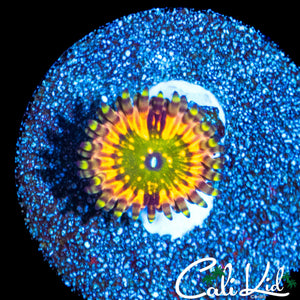 CK MONSTERS INC ZOA