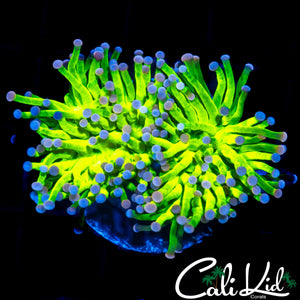 COTTON CANDY MORPH TORCH DOUBLE