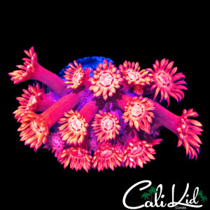BEAUTIFUL BI COLOR GONI