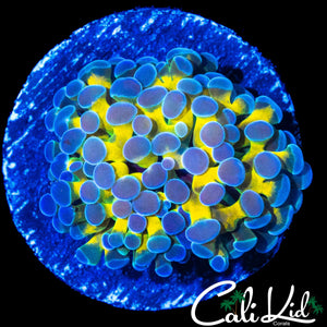 CK GOLDEN EYE FRAMMER