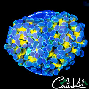 CK GOLDEN EYE FRAMMER DOUBLE