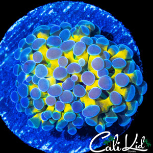 CK GOLDEN EYE FRAMMER