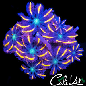RAINBOW CLOVES