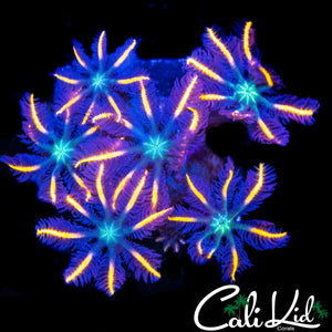 RAINBOW CLOVES