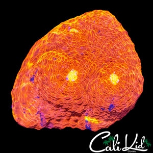 INDO RAINBOW CHALICE FRAG
