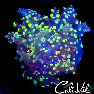 BI COLOR BRANCHING FROGSPAWN