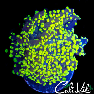 TRUE YELLOW BRANCHING FROGSPAWN