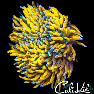 BANANA TORCH COLONY