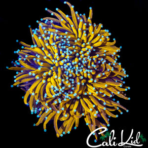 TEAL TIP BANANA TYPE TORCH COLONY