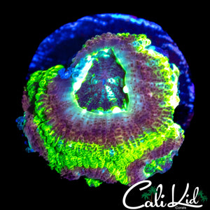 ASIAN ACAN QUAD