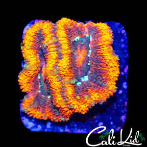 ULTRA RAINBOW ACAN DOUBLE