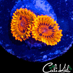 SPECKLED KRAK DOUBLE