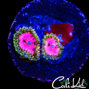 RRU OG PINK DIAMOND DOUBLE