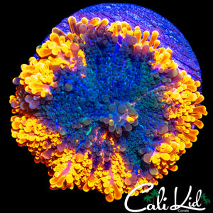 LARGE ORANGE RIM YUMA