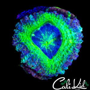 ASIAN ACAN DOUBLE
