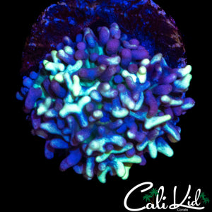 CK MAGNETO MUSHROOM