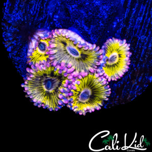 STRATOCASTER TYPE ZOA MINI COLONY