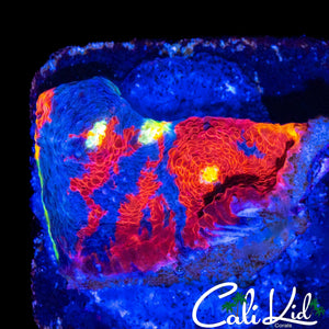 RAINBOW RIM CHALICE FRAG