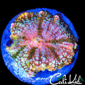 SUPER RARE RHODACTIS TYPE MUSHROOM