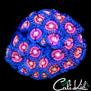 ULTRA ZOA COLONY