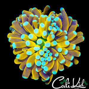 TEAL TIP GREEN MOUTH BANANA TYPE TORCH