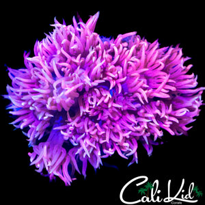 HOT PINK SHAGGY GONI