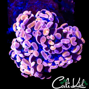 PURPLE / GOLD BRANCHING HAMMER