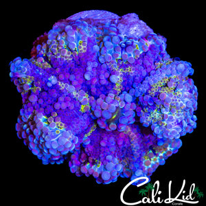 XL PURPLE BASE BUBBLE YUMA