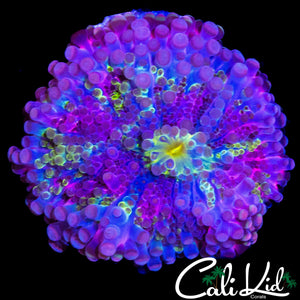 LARGE PUPLE BASE BUBBLE YUMA