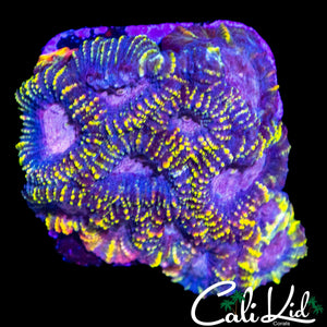 OG PRINCESS FAVIA CHUNK