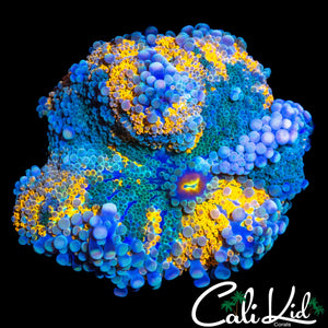 ULTRA PATTERN BUBBLE YUMA