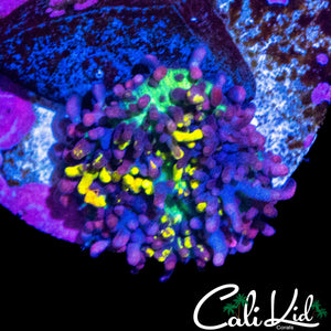 CB MAGIC CARPET MUSHROOM